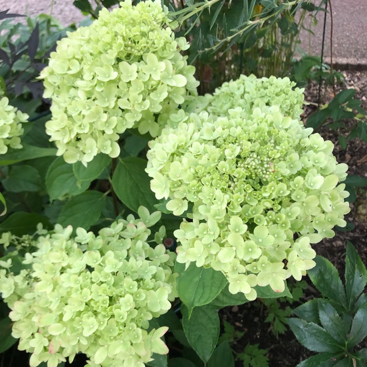 Plant image Hydrangea paniculata 'Jane' syn. Hydrangea paniculata 'Little Lime'