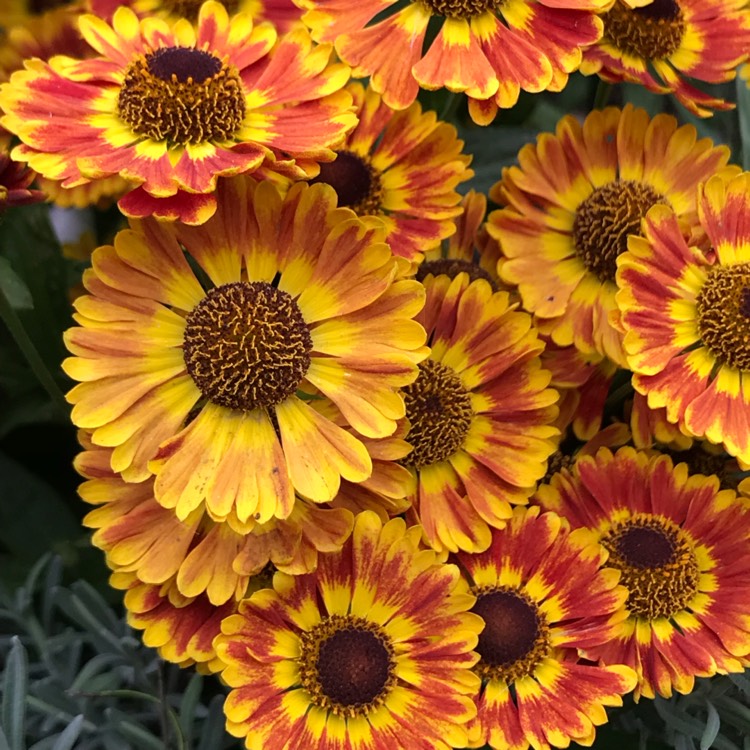 Plant image Helenium autumnale Mariachi 'Bandera'