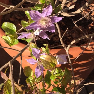 Clematis 'Bijou'