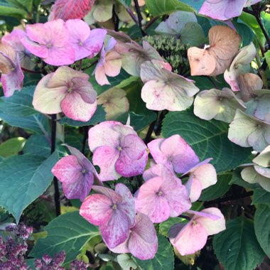 Hydrangea macrophylla 'Zorro' syn. Hydrangea macrophylla 'Zorro Blue', Hydrangea macrophylla 'Zorro Pink'