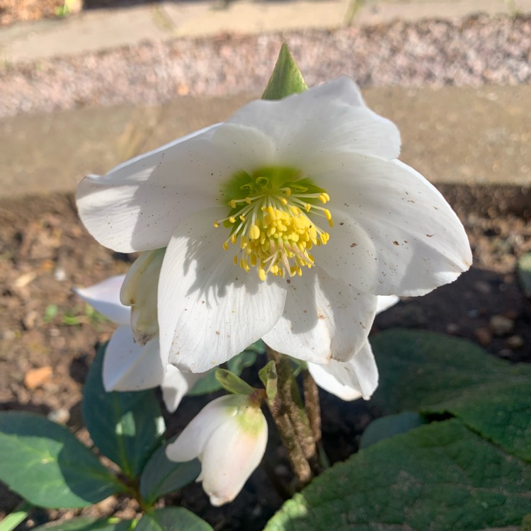 plant image 1566149