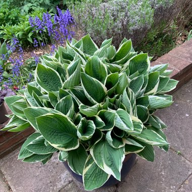 Hosta