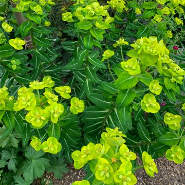 Euphorbia