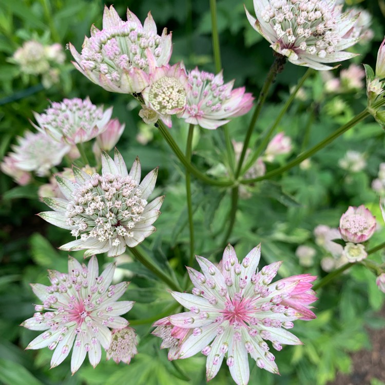 Plant image Astrantia major