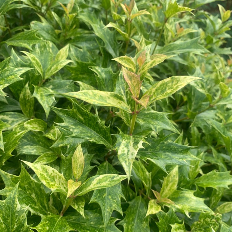 Plant image Osmanthus heterophyllus 'Goshiki'