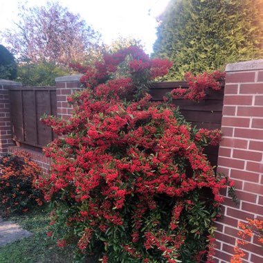 Pyracantha