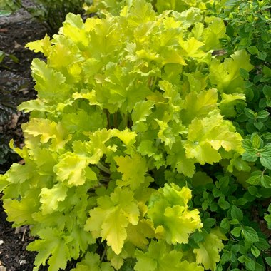 Heuchera 'Lime Marmalade'