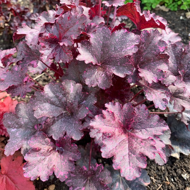 Plant image Heuchera 'Forever Purple'