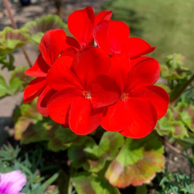 Pelargonium