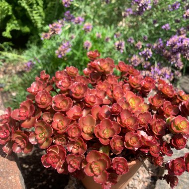 Sedum Spurium Schorbusers Blut