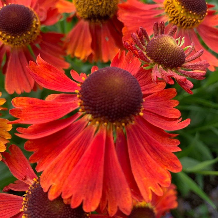 Plant image Helenium 'Moerheim Beauty'