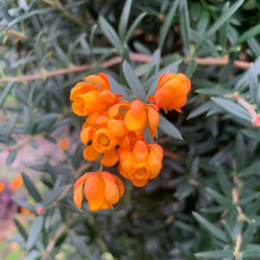 Berberis darwinii