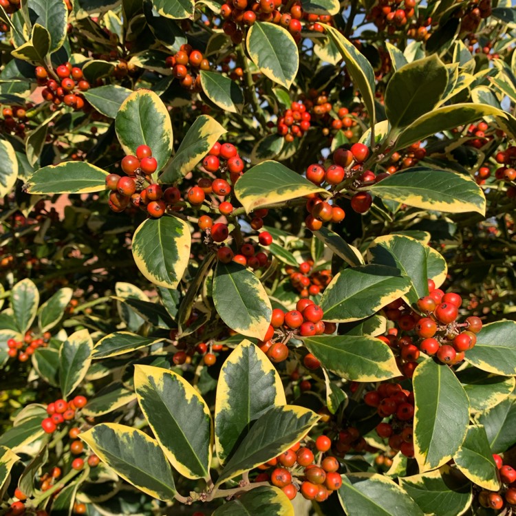 Plant image Ilex aquifolium 'Golden van Tol'