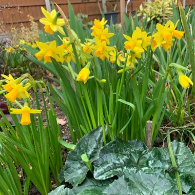 Narcissus 'Tête-à-Tête'