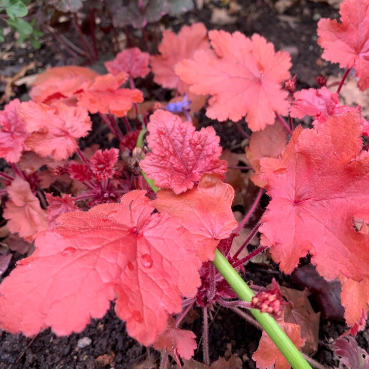 Plant image Heuchera 'Fire Chief'