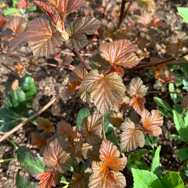 Plant image Physocarpus opulifolius 'Tuilad' syn. Physocarpus opulifolius 'Lady In Red'