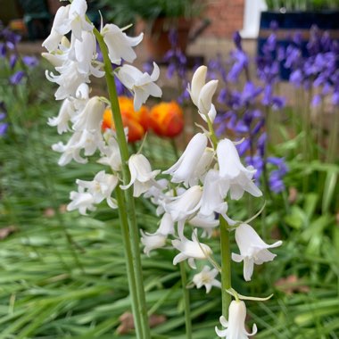 Hyacinthoides non-scripta