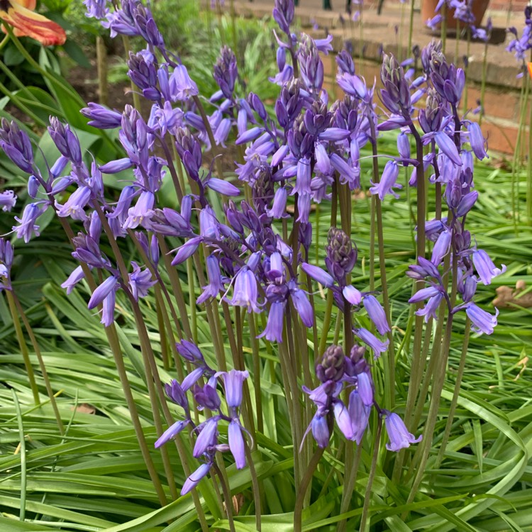 plant image 1705263