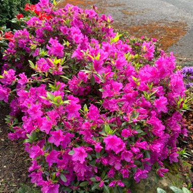 Rhododendron  (Azalea Varieties)