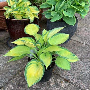 Hosta (Tardiana Group) 'June'