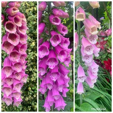 Digitalis