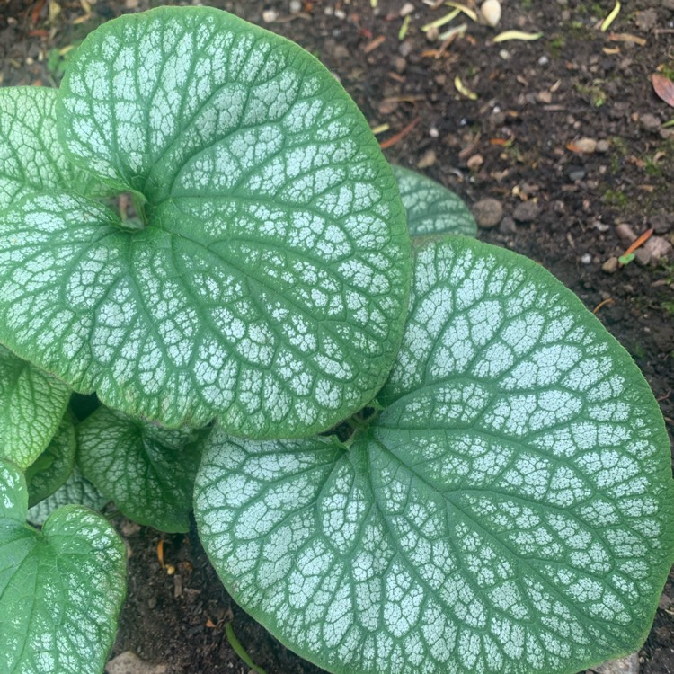 Plant image Brunnera macrophylla 'Alexanders Great'