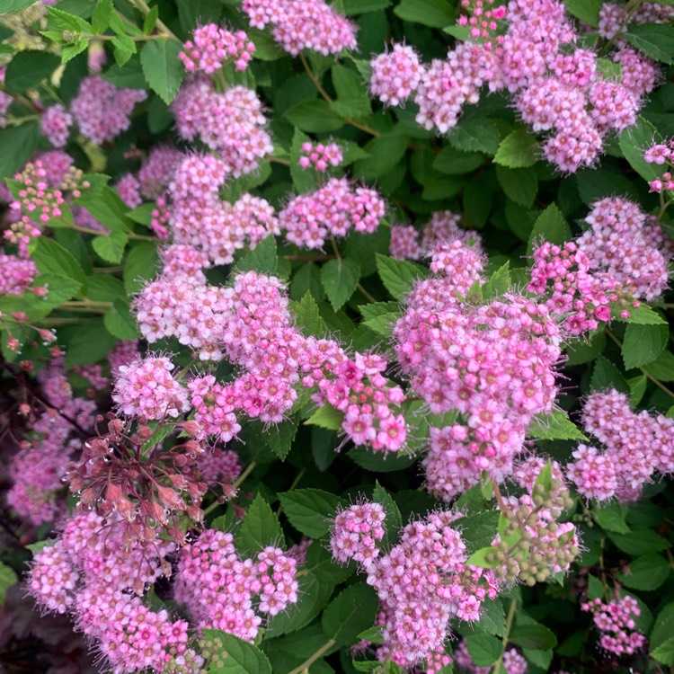 Plant image Spiraea japonica 'Little Princess'