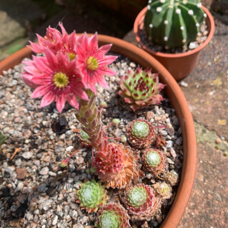 Plant image Sempervivum Arachnoideum Bascour Silver