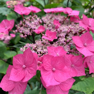 Hydrangea macrophylla 'Normalis'