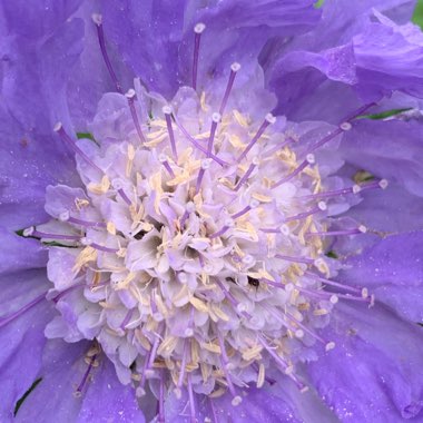 Scabiosa caucasica