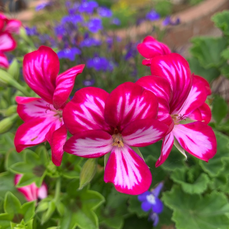 Plant image Pelargonium peltatum