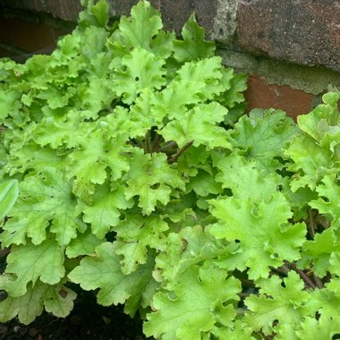 Alumroot 'Lime Marmalade'