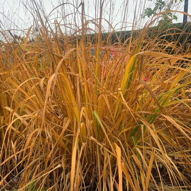 Purple Moor Grass 'Skyracer'