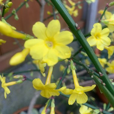 Winter Jasmine