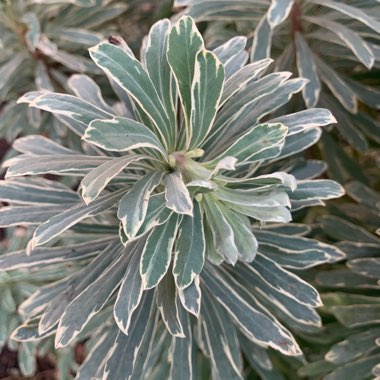 Martin's Spurge 'Ascot Rainbow'