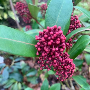 Japanese Skimmia