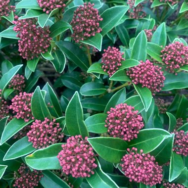 Japanese Skimmia