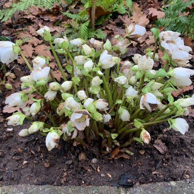 Hellebore