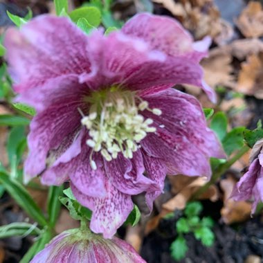 Hellebore