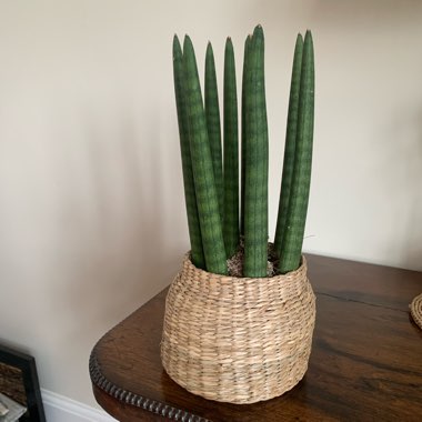 Snake Plant