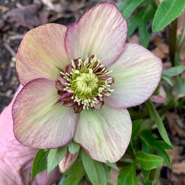 Hellebore