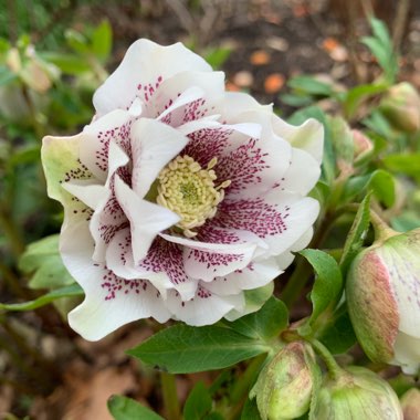 Hellebore