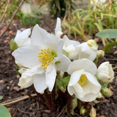 Hellebore