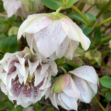 Hellebore