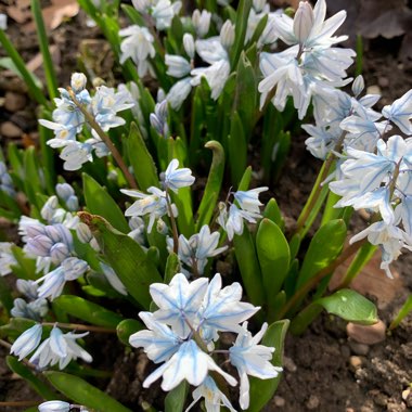 Striped Squill