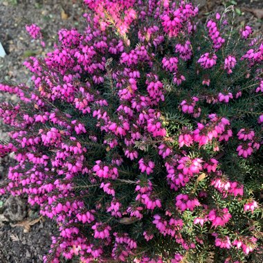 Common Heather