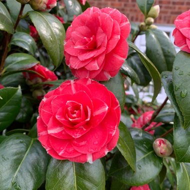 Camellia