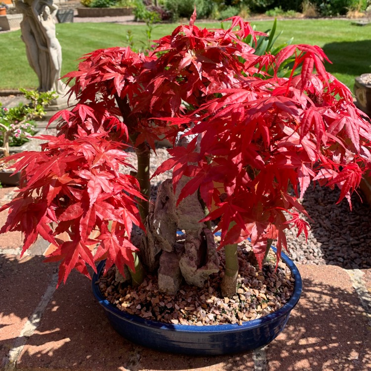 plant image 1733815 plant image 1733815