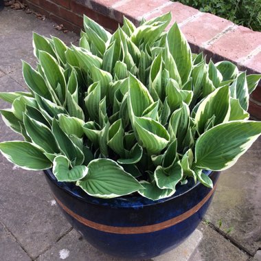 Hosta