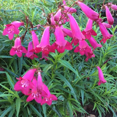 Penstemon